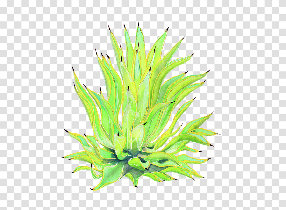 Agave, Plant, Floral Design Transparent Png