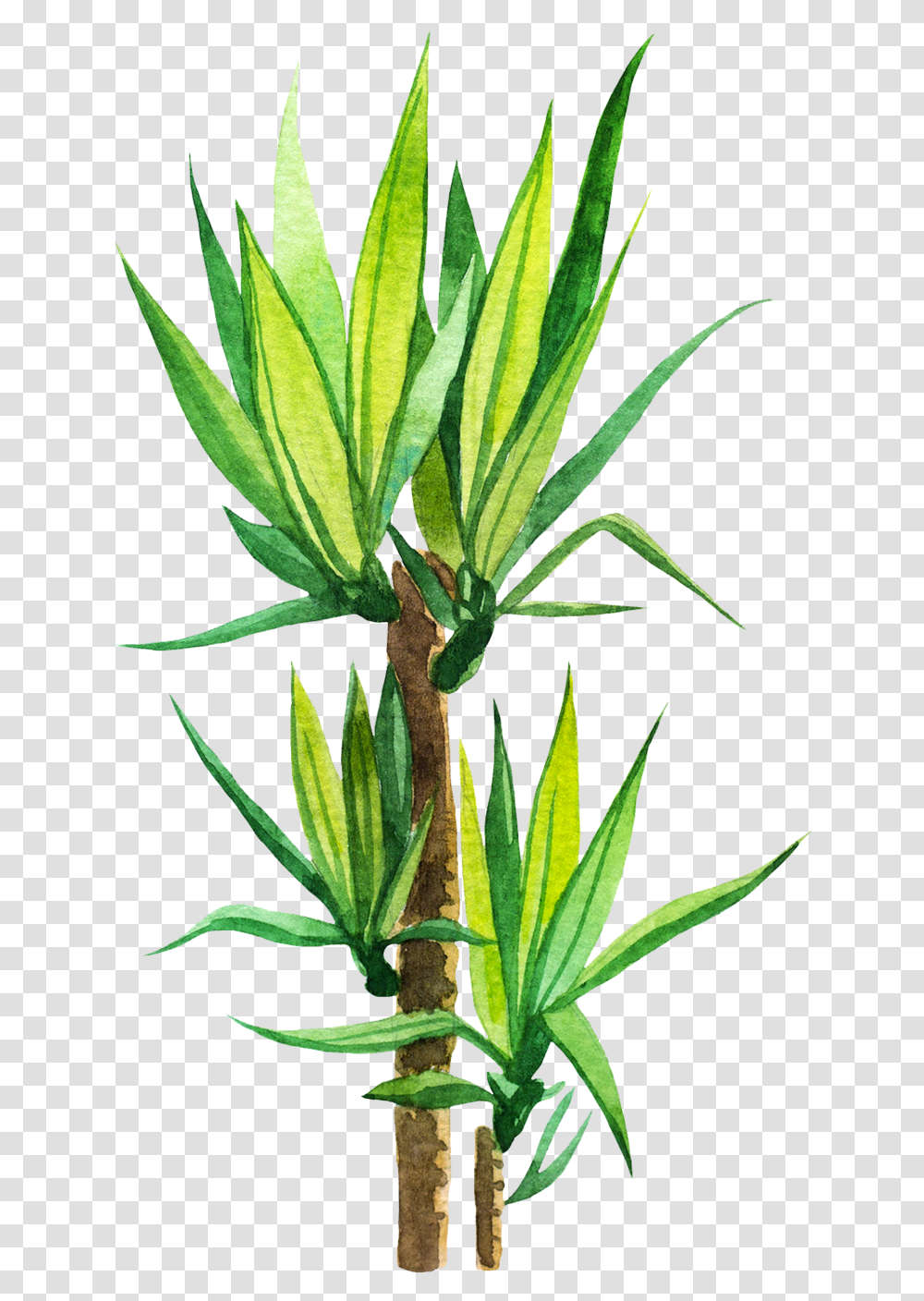 Agave, Plant, Leaf, Aloe, Agavaceae Transparent Png