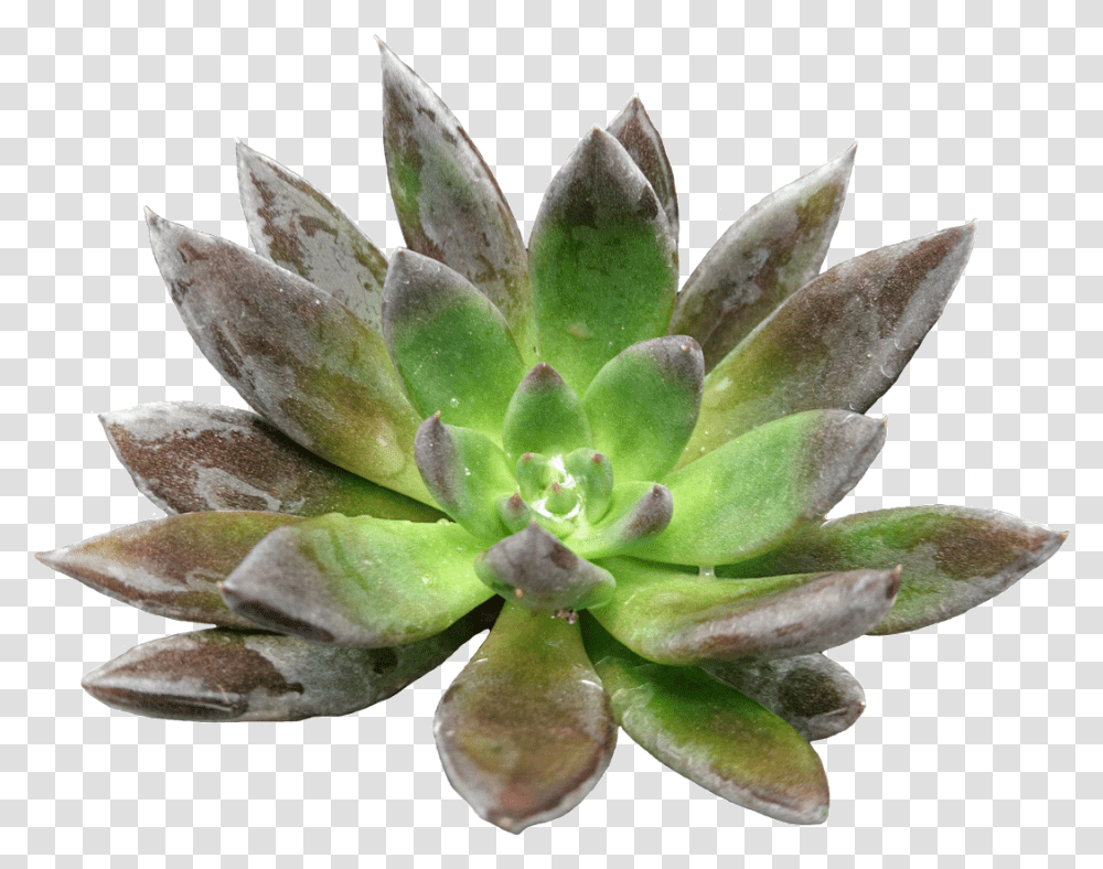 Agave, Plant, Leaf, Flower, Blossom Transparent Png