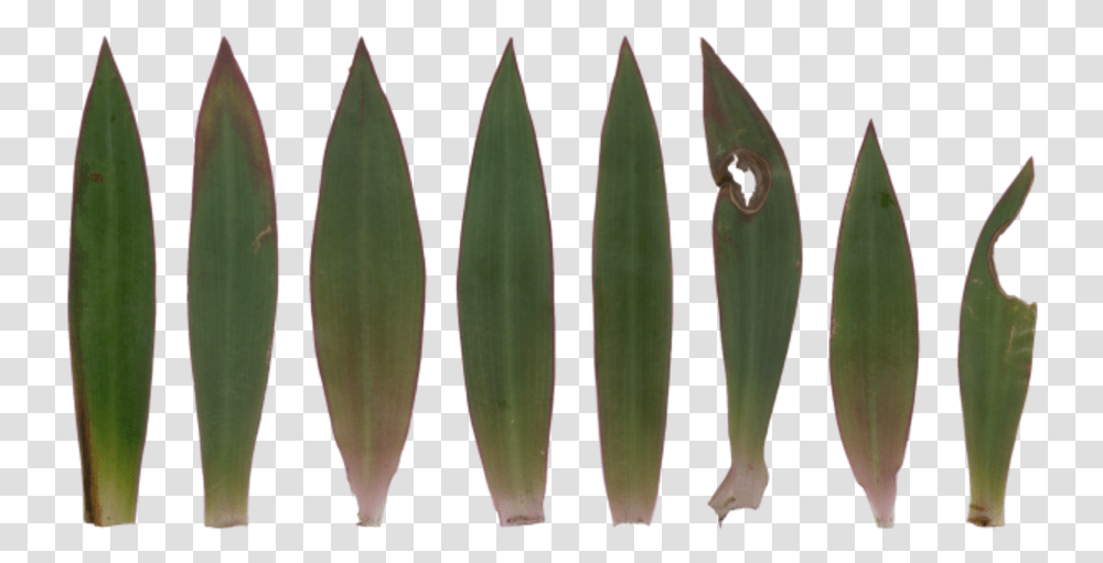 Agave, Plant, Leaf, Weapon, Weaponry Transparent Png