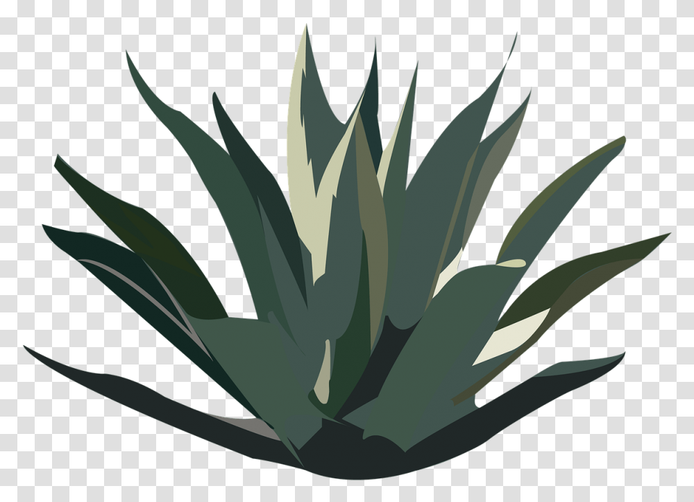 Agave Plant Tequila, Aloe, Agavaceae Transparent Png