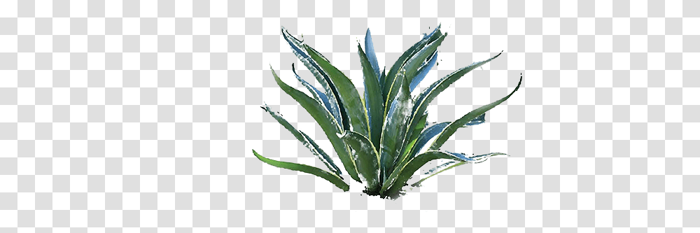 Agave Press Agave, Plant, Aloe, Agavaceae, Grass Transparent Png