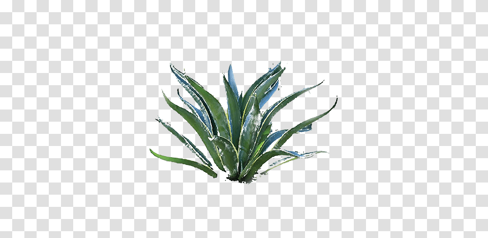 Agave Press, Plant, Aloe, Leaf, Green Transparent Png