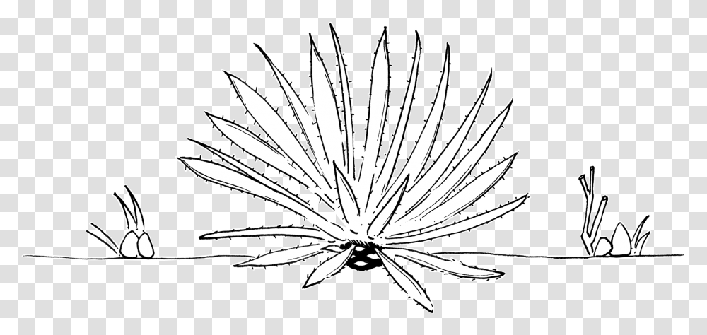 Agave Rhodacantha Argave Line Drawing, Plant, Symbol, Weapon, Weaponry Transparent Png