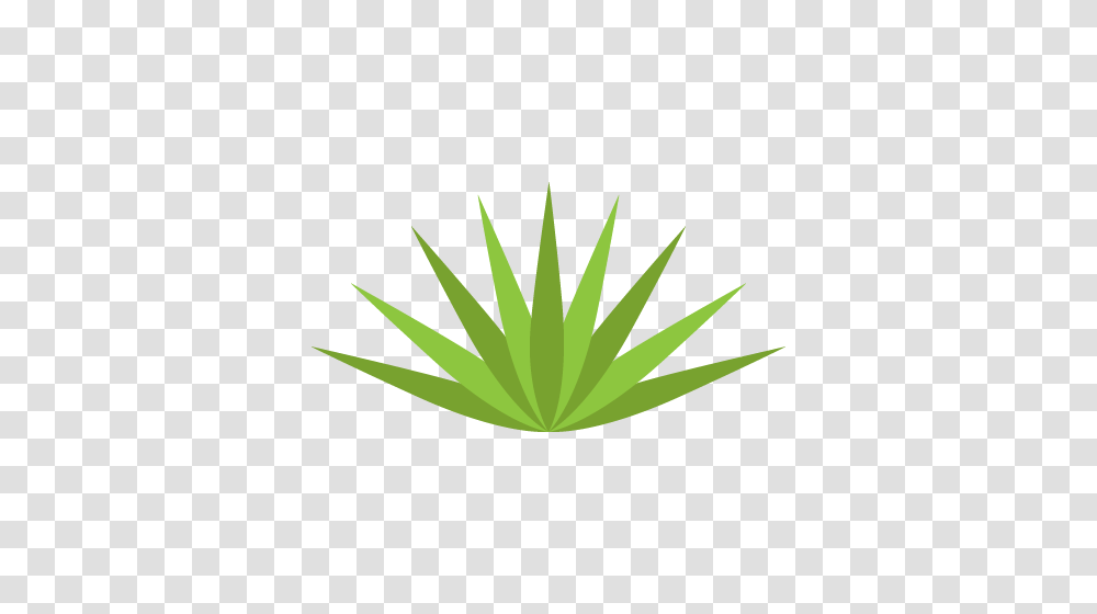 Agave Succulent Wall Decal In Products Decals, Leaf, Plant, Bush, Vegetation Transparent Png