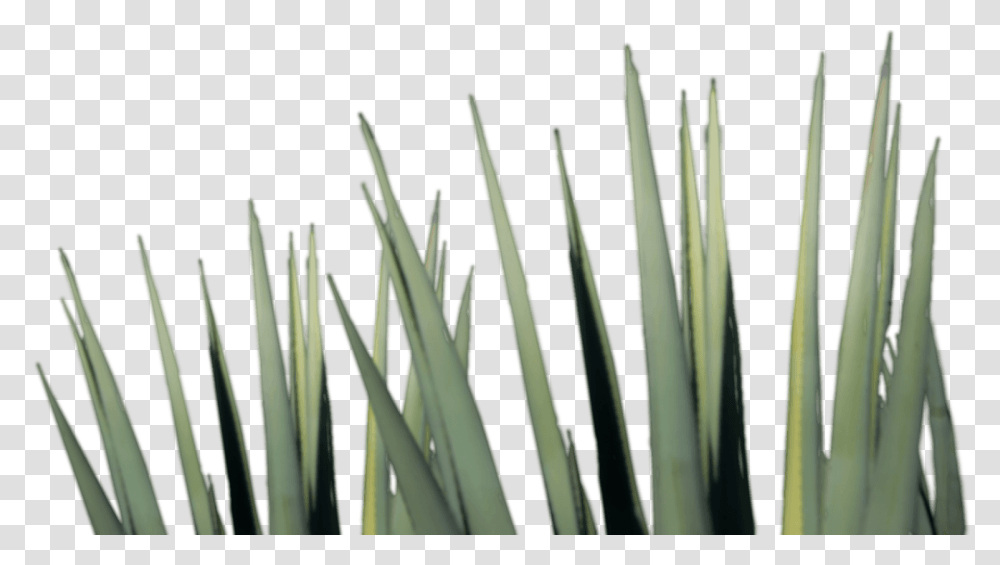 Agave Tequila Agave Tequila, Plant, Aloe, Agavaceae, Flower Transparent Png