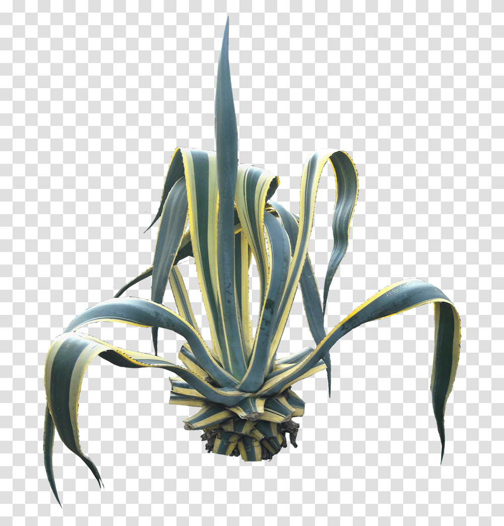 Agave Tree, Ornament, Sea Life, Animal, Flower Transparent Png