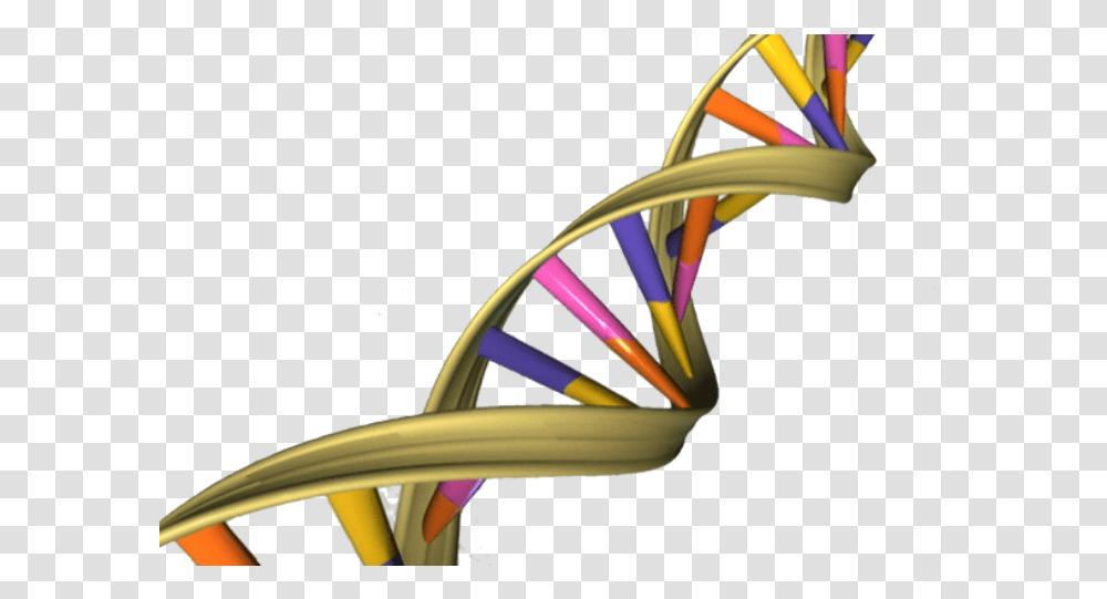 Aged Dna May Activate Genes Differently Dna Double Helix, Bicycle, Racket Transparent Png