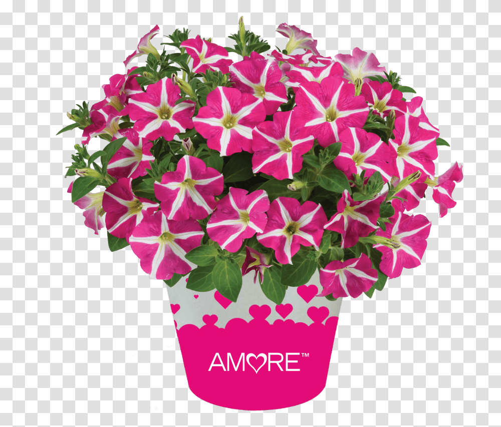 Ageratum Aguilera Purple Petunia Amore Pink Heart, Plant, Flower, Blossom, Geranium Transparent Png