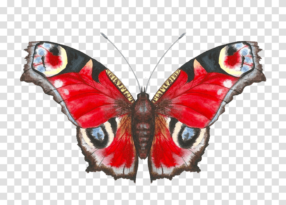 Aglais Io, Butterfly, Insect, Invertebrate, Animal Transparent Png