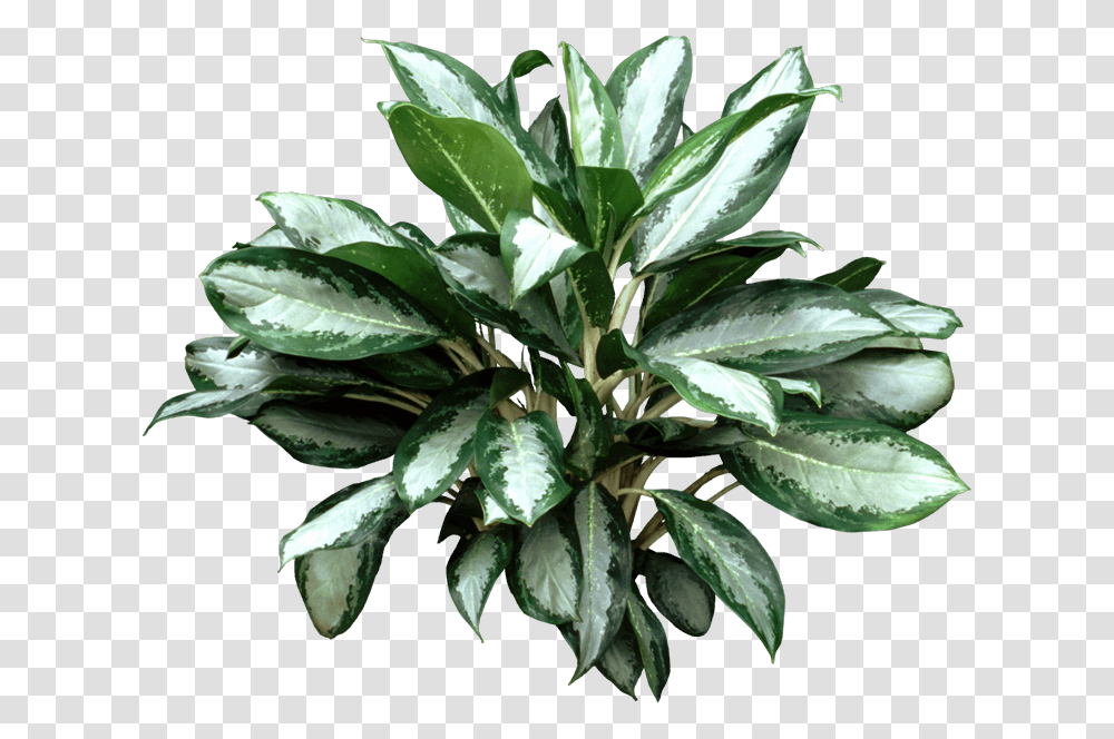Aglaonema Varieties, Leaf, Plant, Flower, Blossom Transparent Png