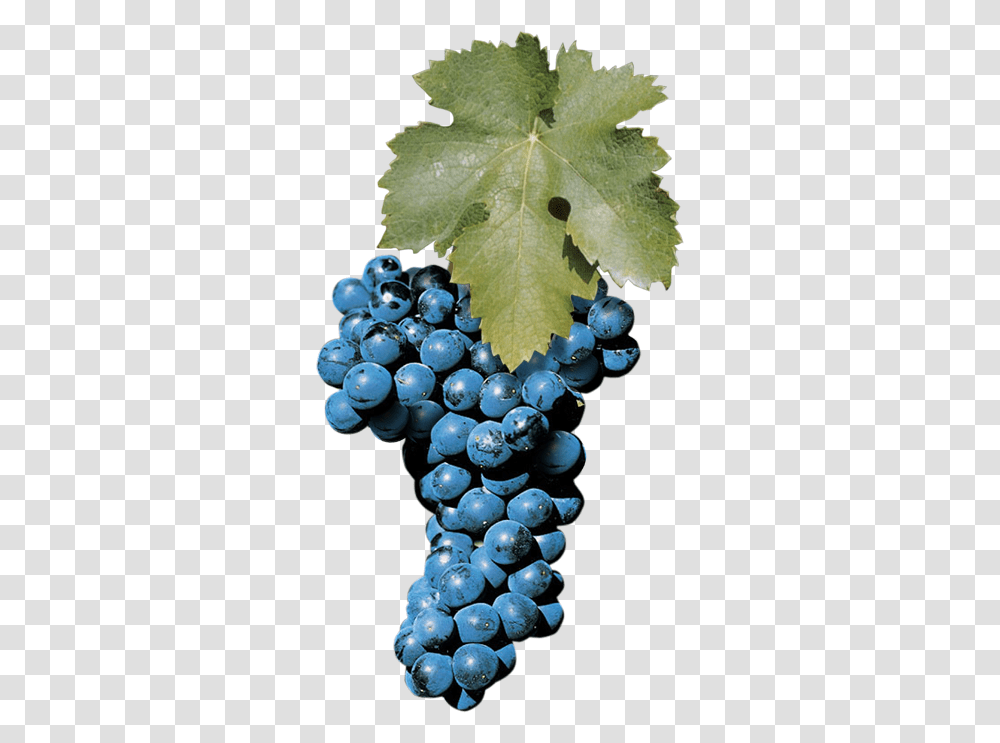 Aglianico Grape, Plant, Blueberry, Fruit, Food Transparent Png