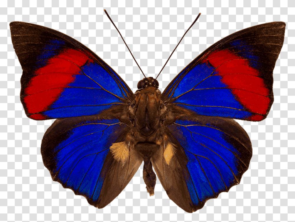 Agrias Narcissus, Butterfly, Insect, Invertebrate, Animal Transparent Png