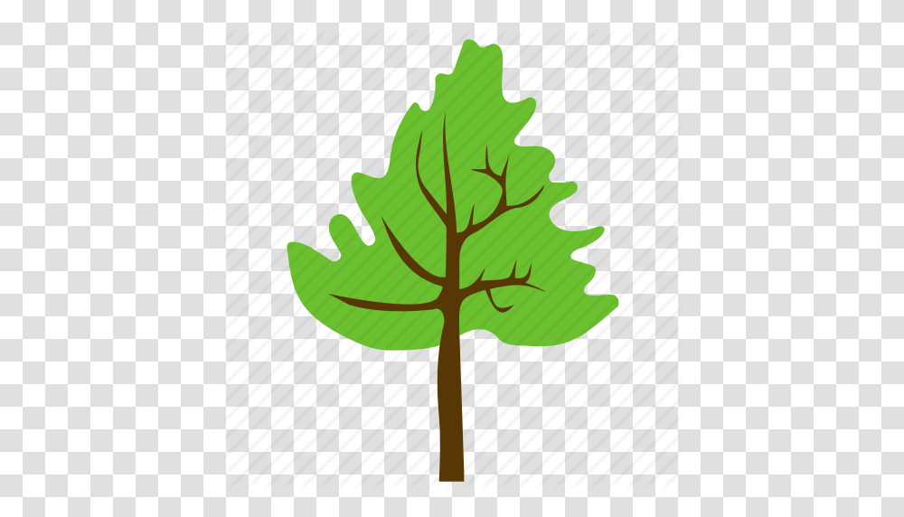 Agriculture Broad Leaves Tree Cedar Tree Cedar Wood Forest, Leaf, Plant, Maple, Oak Transparent Png