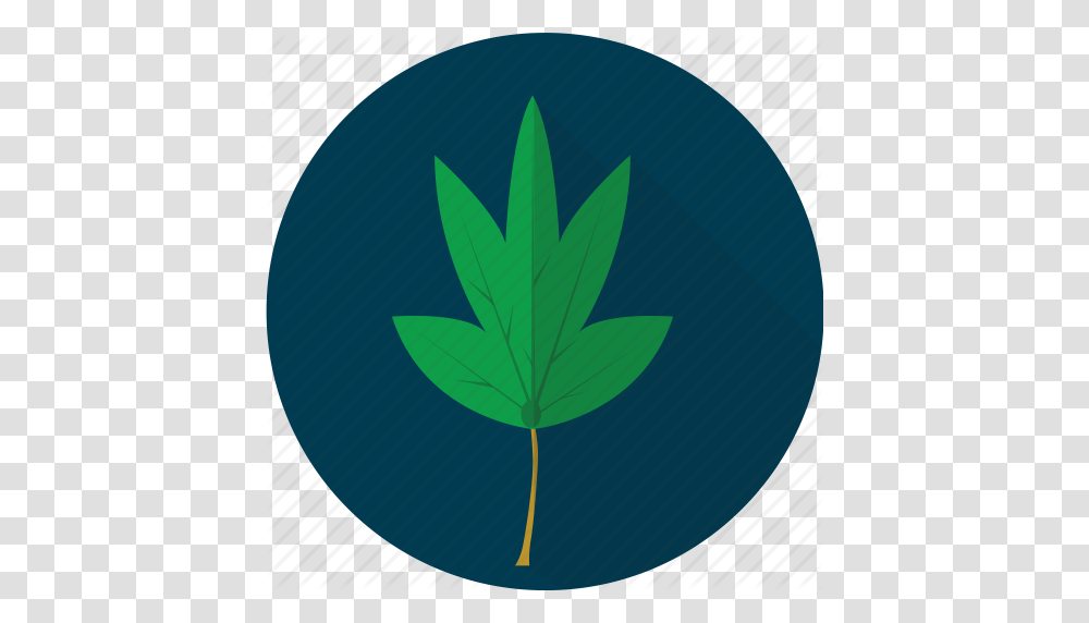 Agriculture Cassava Leaf Leaves Plant Tropical Vegetables Icon, Weed, Balloon, Tree, Annonaceae Transparent Png