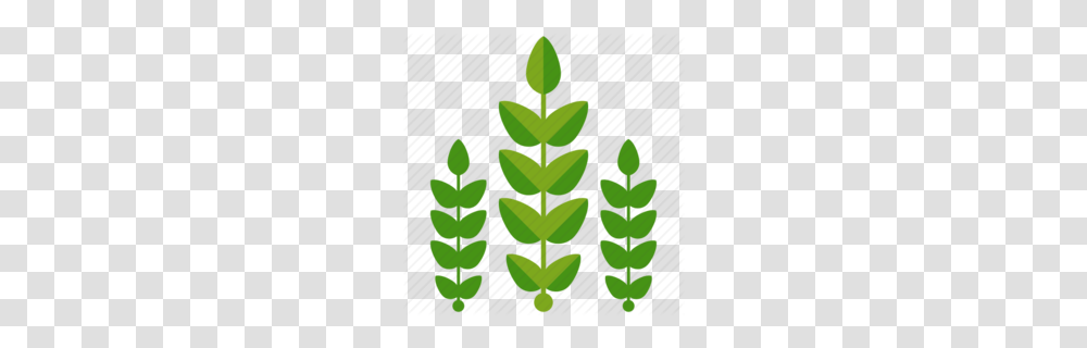 Agriculture Clipart, Plant, Tree, Christmas Tree, Ornament Transparent Png