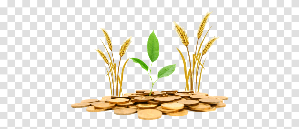 Agriculture Gold Loan For Farmers, Plant, Coin, Money, Leaf Transparent Png