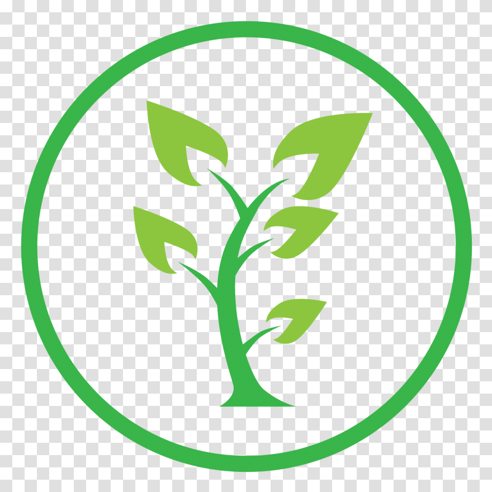 Agriculture, Plant, Vegetable, Food, Produce Transparent Png