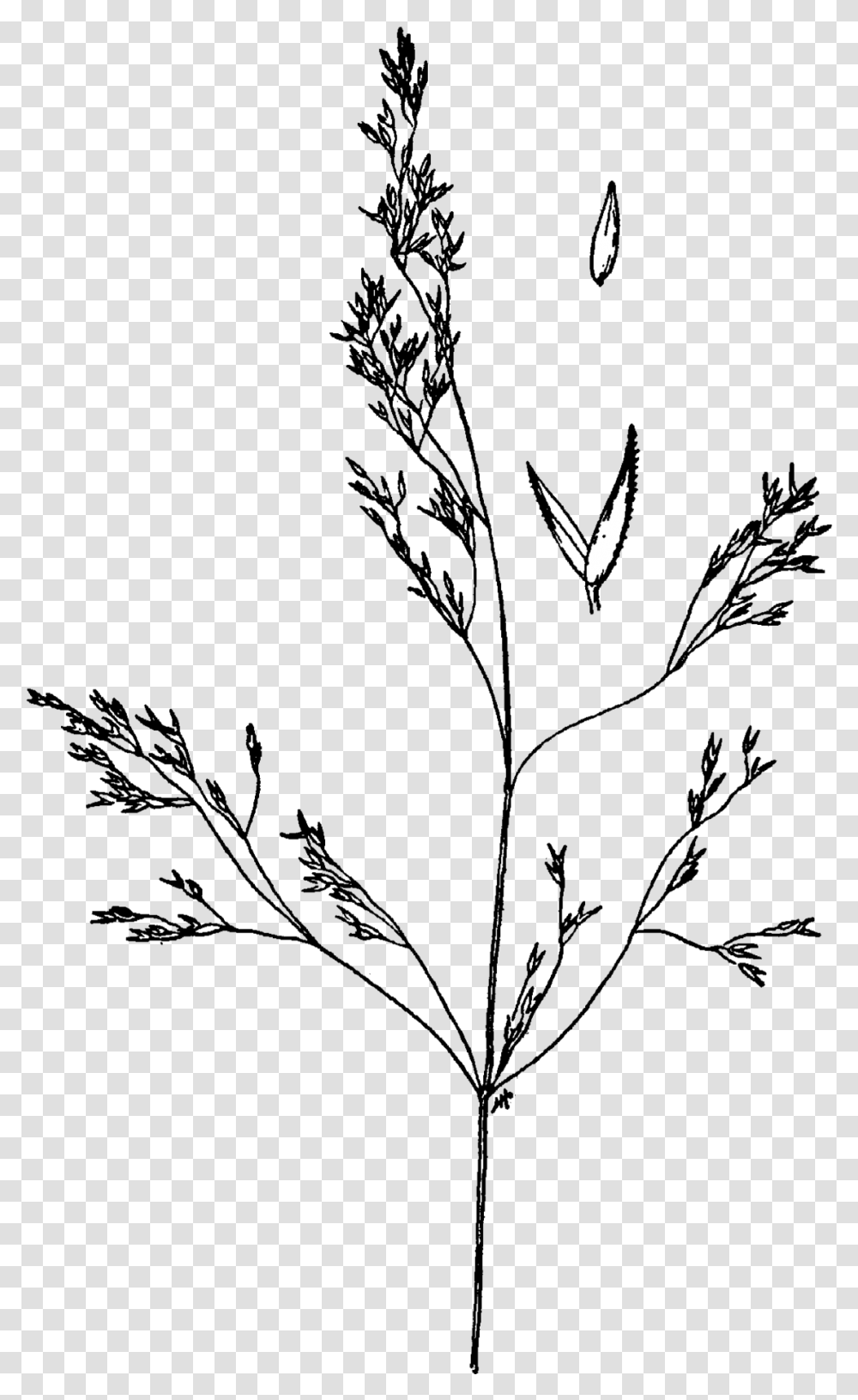 Agrostis Idahoensis Drawing Agrostis Idahoensis, Grass, Plant, Lawn, Flower Transparent Png