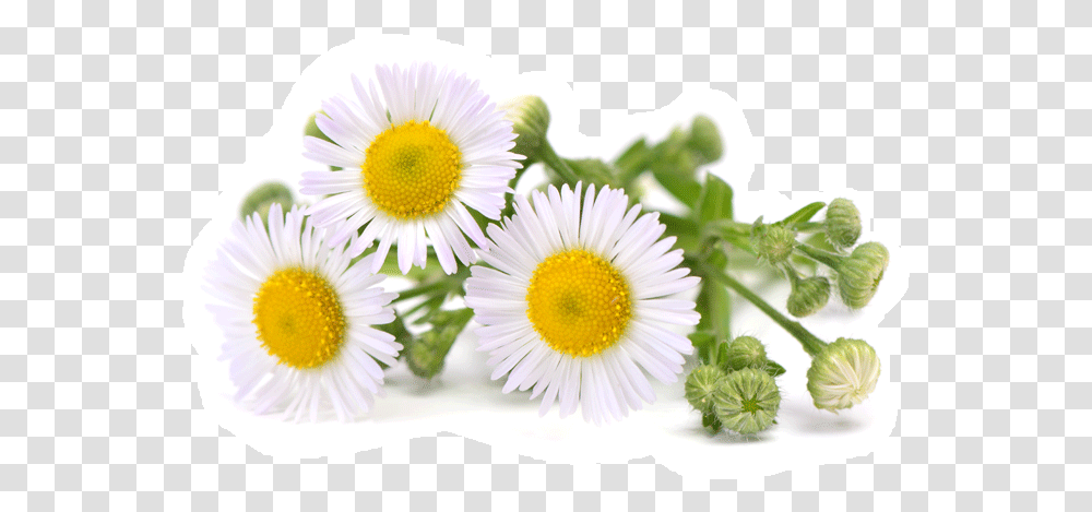 Agua De Manzanilla, Plant, Daisy, Flower, Daisies Transparent Png