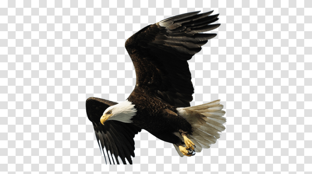 Aguila Aguila, Bird, Animal, Eagle, Bald Eagle Transparent Png