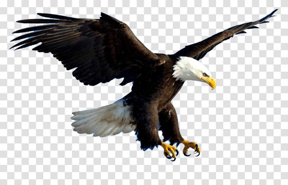 Aguila, Bird, Animal, Eagle, Bald Eagle Transparent Png