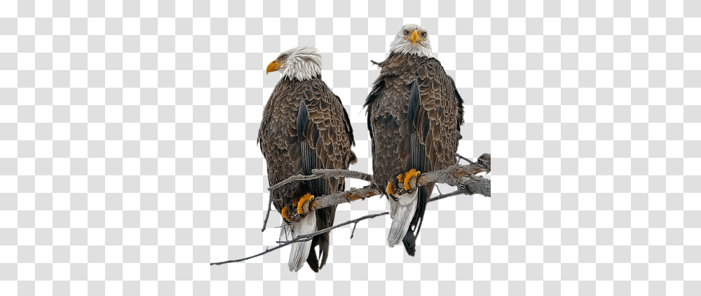 Aguila By Estrellacristal Ave Pajaro Aigle Eagles Birds, Animal, Bald Eagle, Beak Transparent Png