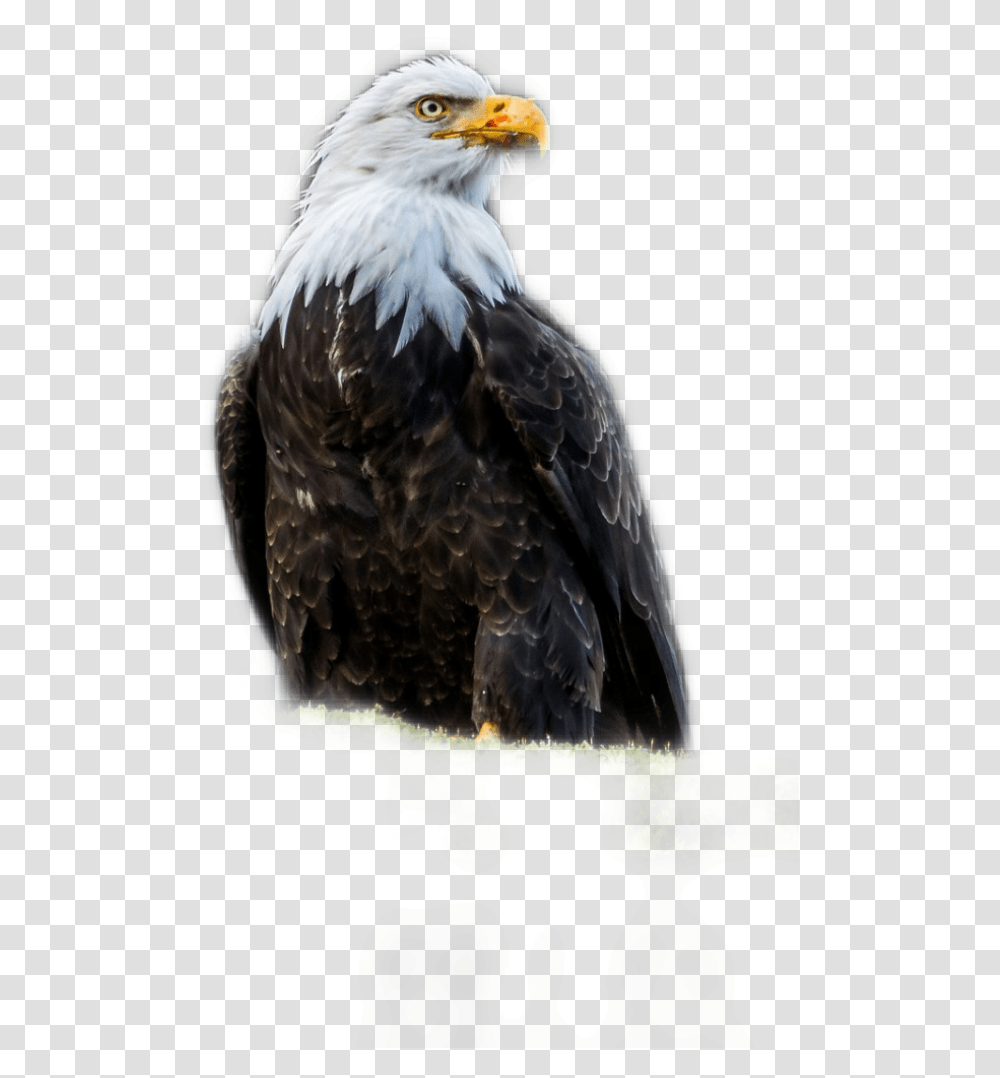Aguila Dominicana, Eagle, Bird, Animal, Bald Eagle Transparent Png
