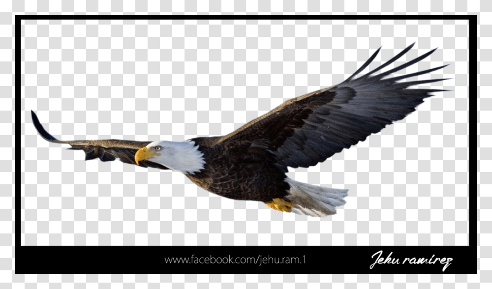 Aguila Image, Bird, Animal, Eagle, Bald Eagle Transparent Png