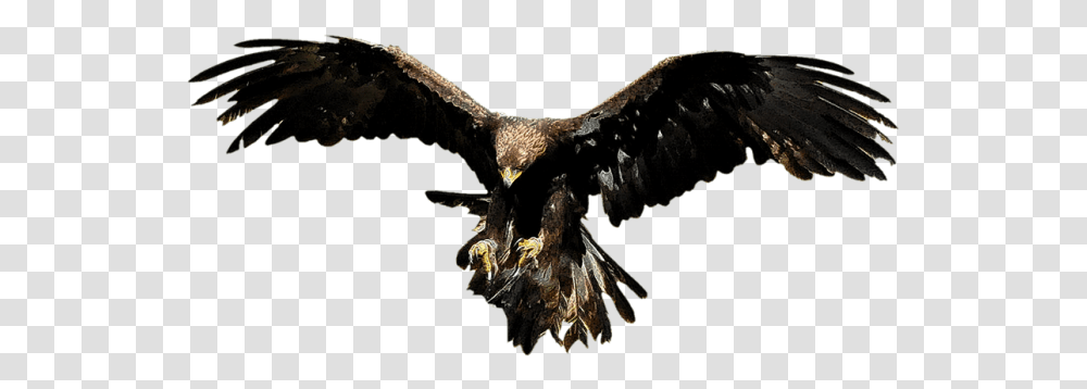Aguila Volando Images Aguila, Vulture, Bird, Animal, Eagle Transparent Png