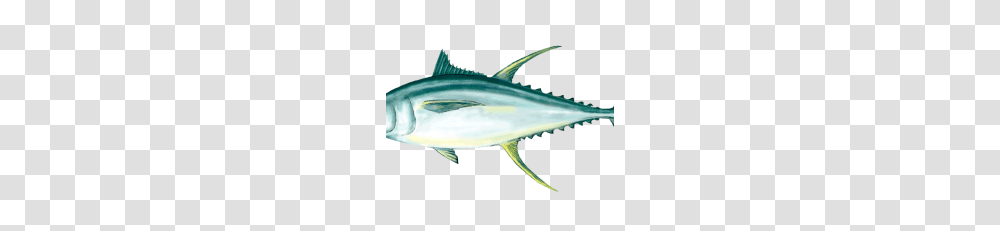 Ahi Tuna Clipart Images Vector Free, Sea Life, Fish, Animal, Shark Transparent Png