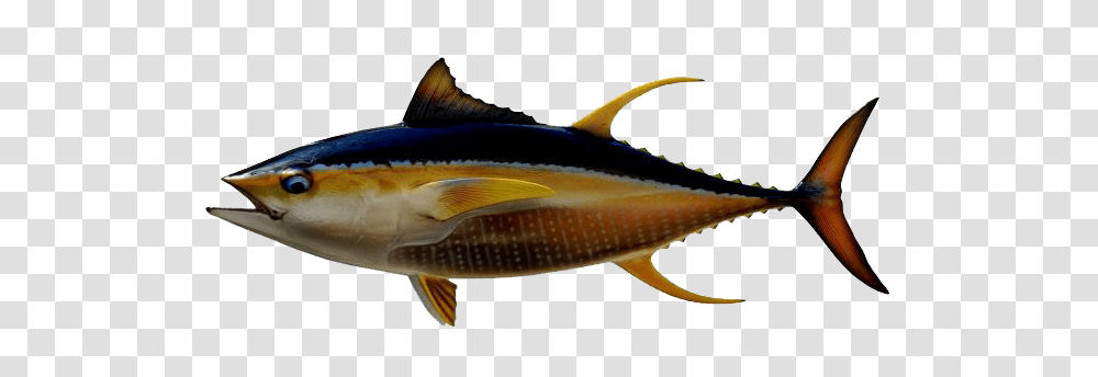 Ahi Tuna Image, Sea Life, Fish, Animal, Bonito Transparent Png