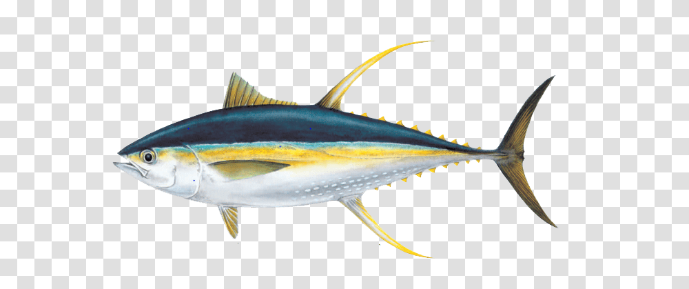 Ahi Tuna Pic, Sea Life, Fish, Animal, Bonito Transparent Png