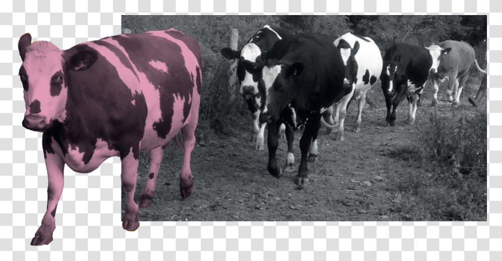 Ahimsa And The Vegan Viewpoint Dairy Cow, Cattle, Mammal, Animal, Outdoors Transparent Png