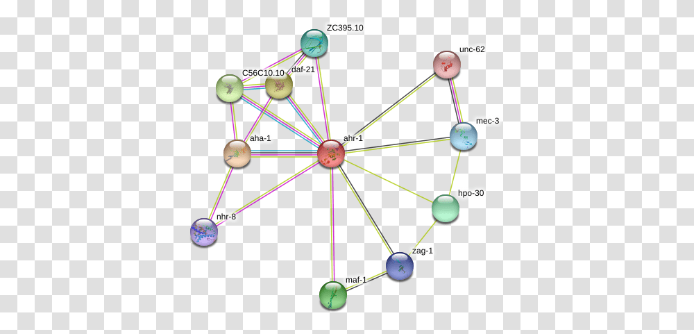 Ahr 1 Protein Circle, Network, Building, Diagram Transparent Png