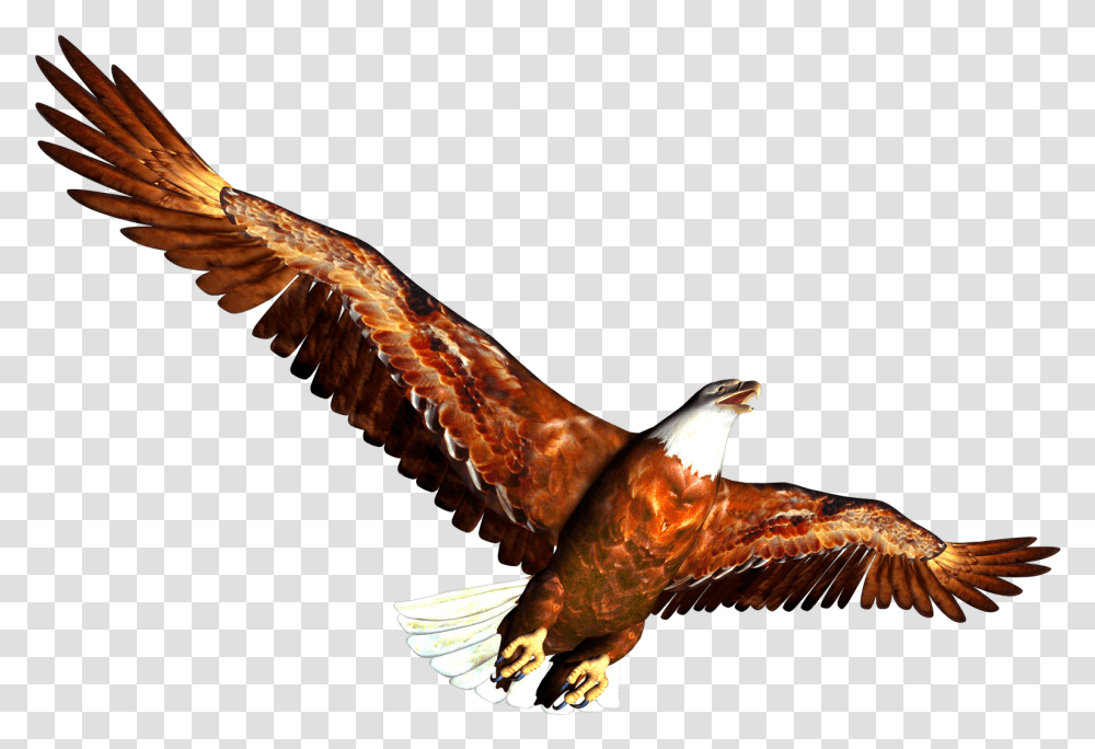 Aigle Image Bmp Clip Art Library High Resolution Animal, Bird, Vulture, Eagle, Buzzard Transparent Png