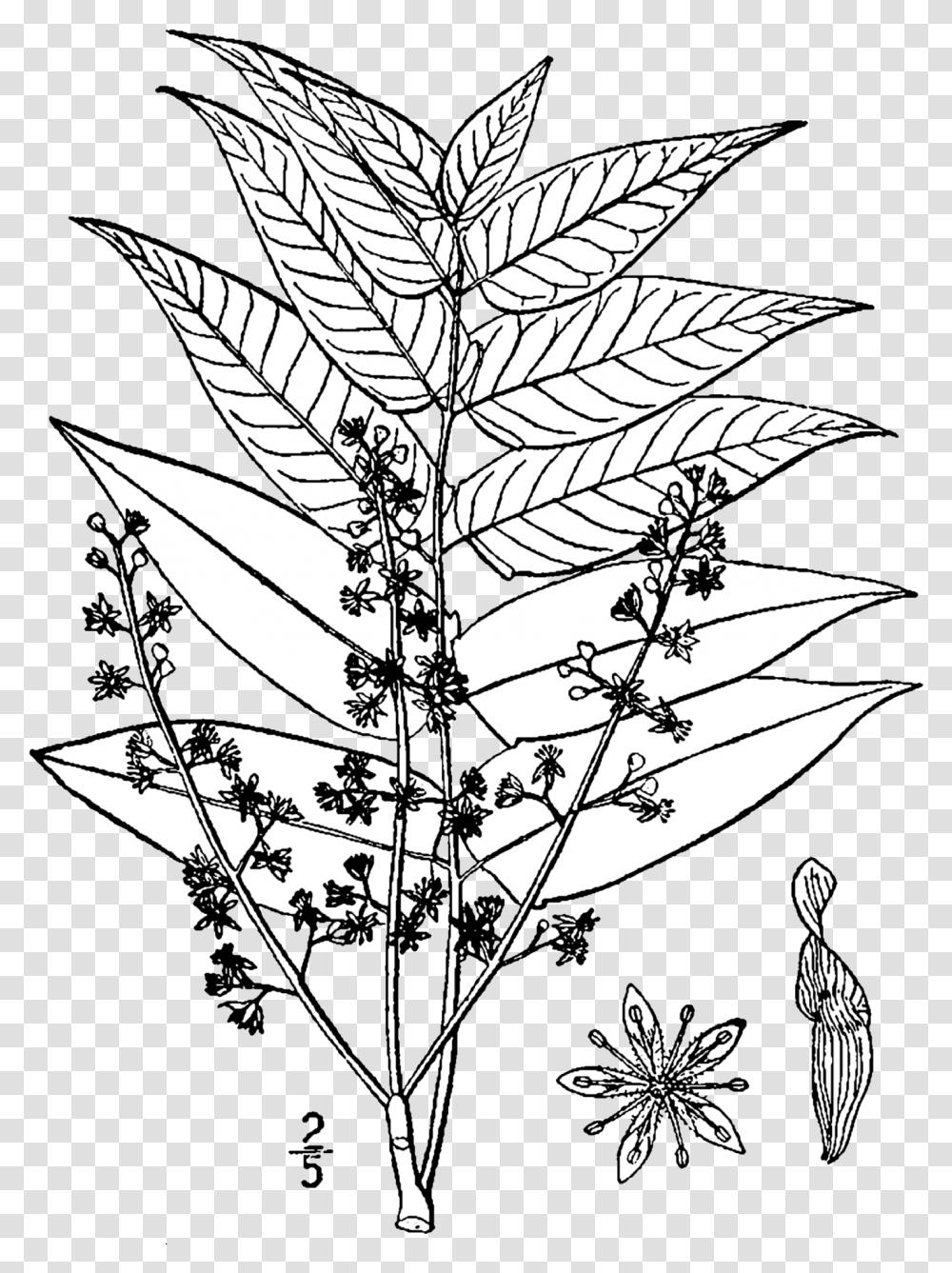 Ailanthus Altissima Drawing Tree Of Heaven Botanical Drawing, Leaf, Plant, Pattern, Ornament Transparent Png