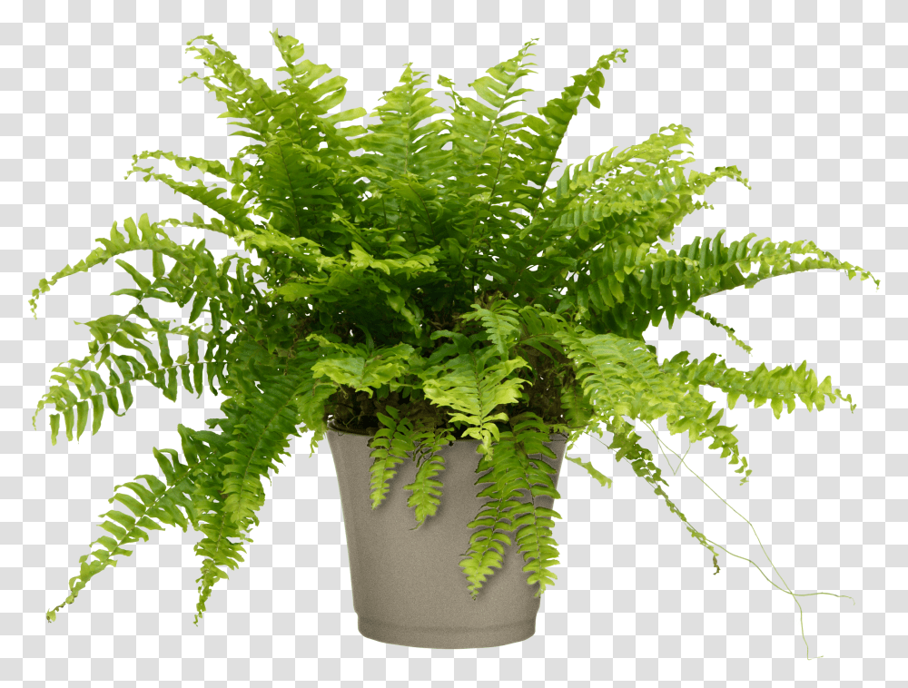 Air Purifier Boston Fern For Home Office Nephrolepis Exaltata Teddy Junior Transparent Png