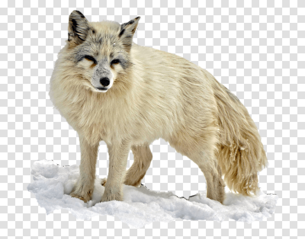 Aislado Zorro Del Rtico Desierto La Naturaleza Arctic Fox Background, Dog, Pet, Canine, Animal Transparent Png