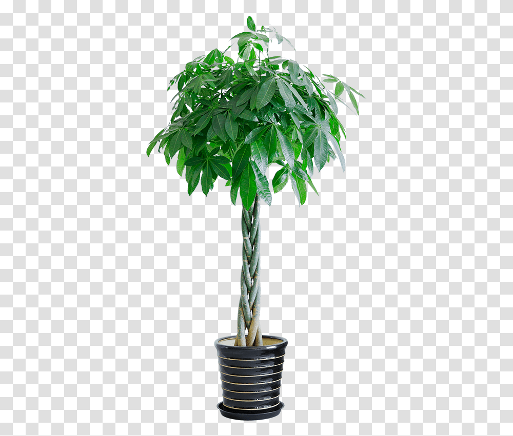 Aiyou Shang Five Braided Backgammon Rich Tree Potted Houseplant, Leaf, Palm Tree, Arecaceae Transparent Png