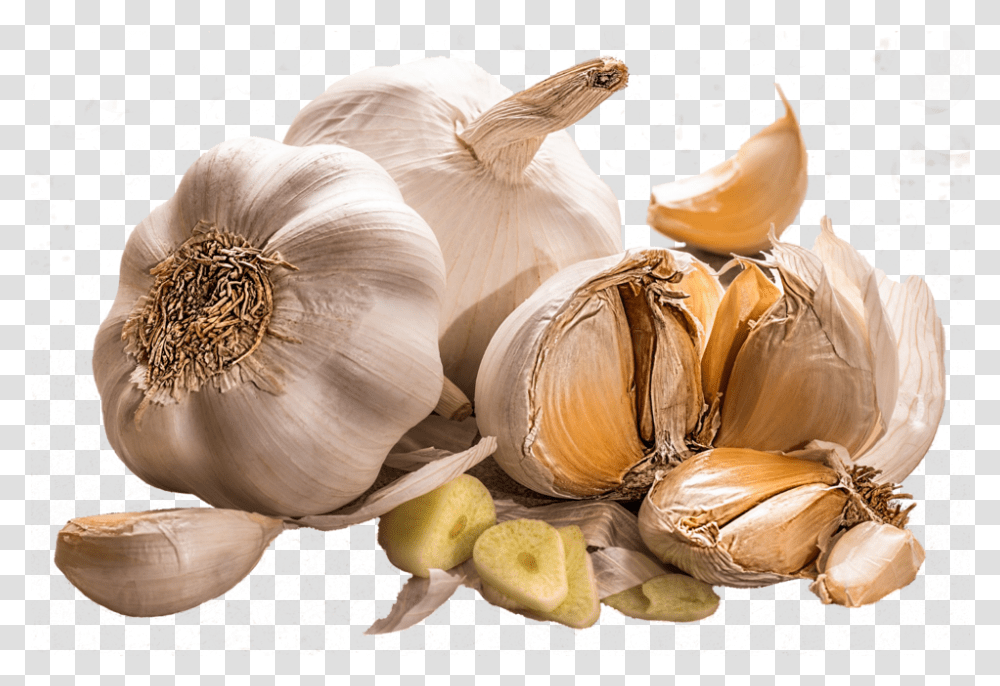 Ajo 20 Health Benefits Of Garlic, Plant, Vegetable, Food, Bird Transparent Png