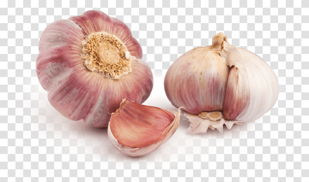 Ajo Morado Garlic Purple, Plant, Vegetable, Food Transparent Png