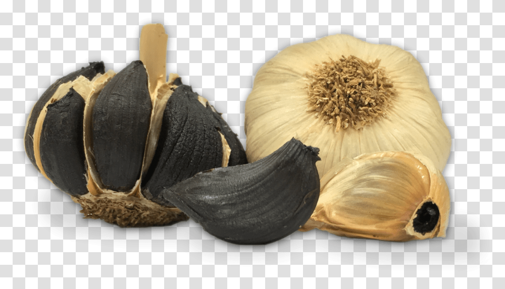 Ajo Negro Black Garlic, Plant, Vegetable, Food, Clam Transparent Png