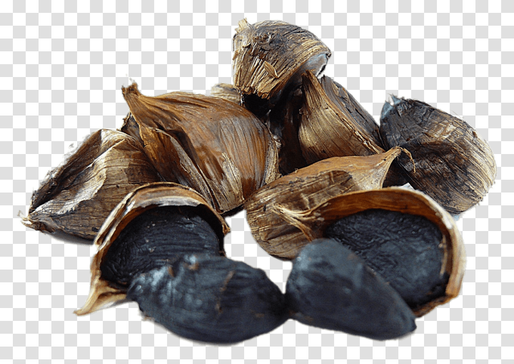 Ajo Negro Black Garlic, Plant, Wood, Turtle, Reptile Transparent Png