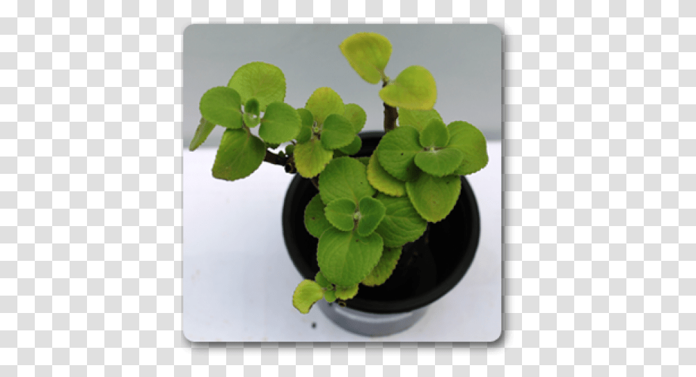 Ajwain Leaves Plant, Leaf, Green, Flower, Blossom Transparent Png