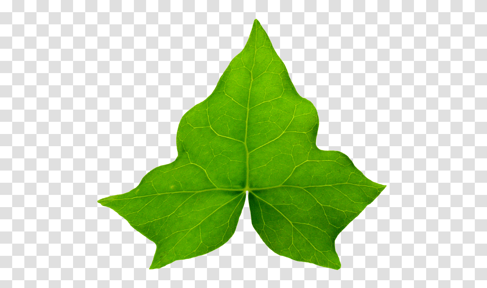 Aka Ivy Leaf, Plant, Green, Maple Leaf, Photography Transparent Png