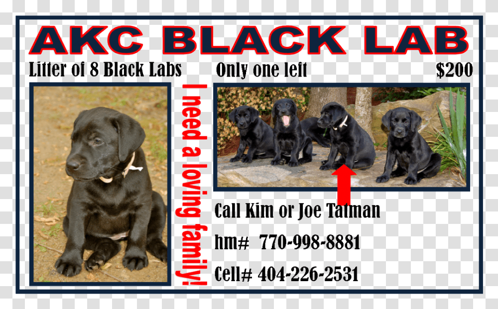 Akc Black Lab Puppy, Labrador Retriever, Dog, Pet, Canine Transparent Png