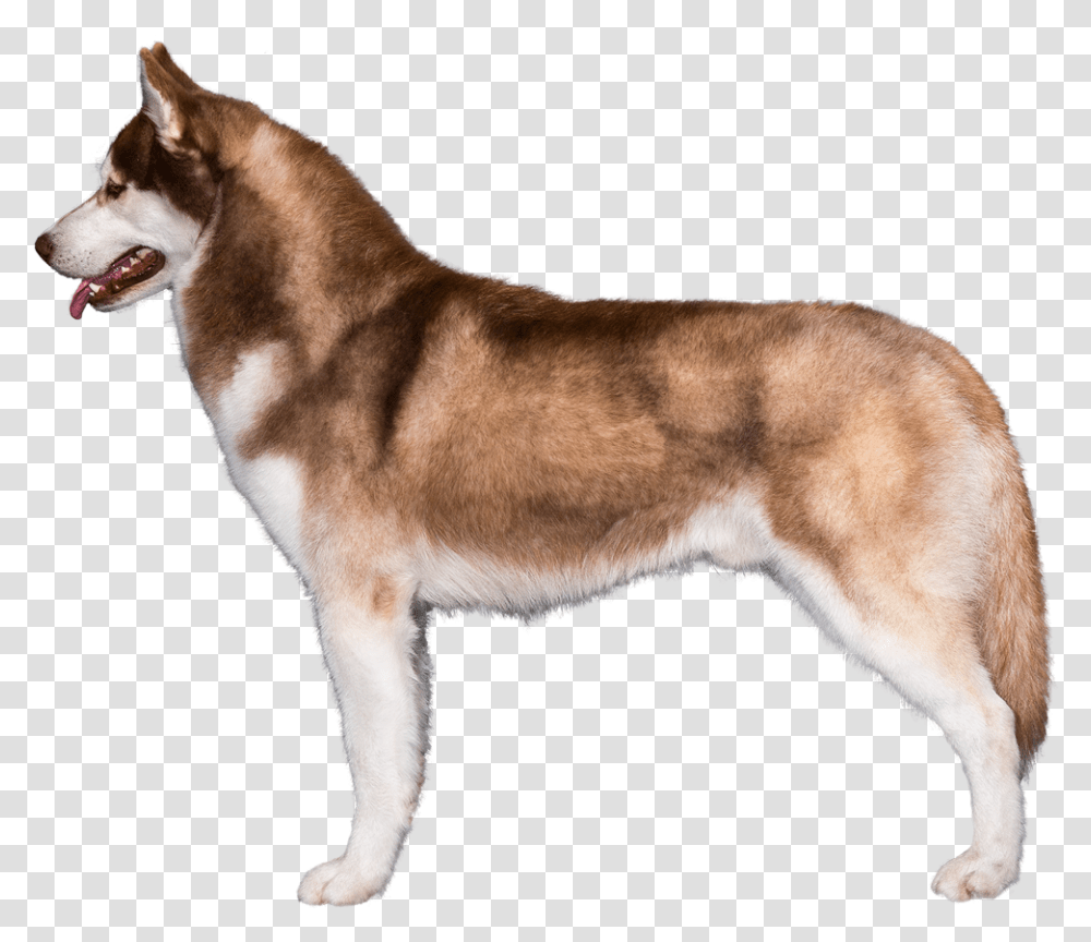 Akc Siberian Husky, Dog, Pet, Canine, Animal Transparent Png