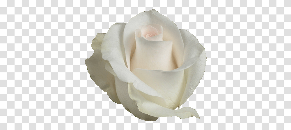 Akito White Rose, Flower, Plant, Blossom, Petal Transparent Png