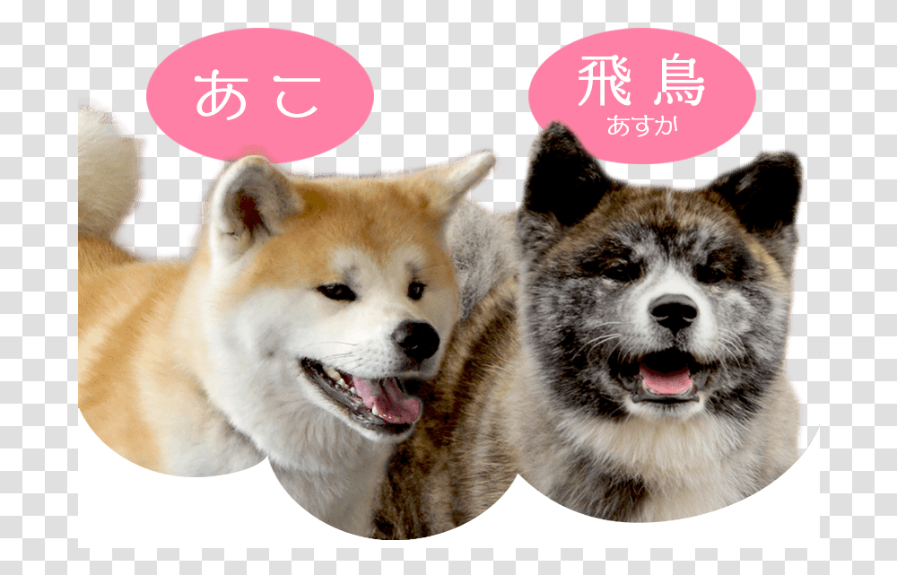 Ako Ampamp Asuka Akita Dog, Pet, Canine, Animal, Mammal Transparent Png